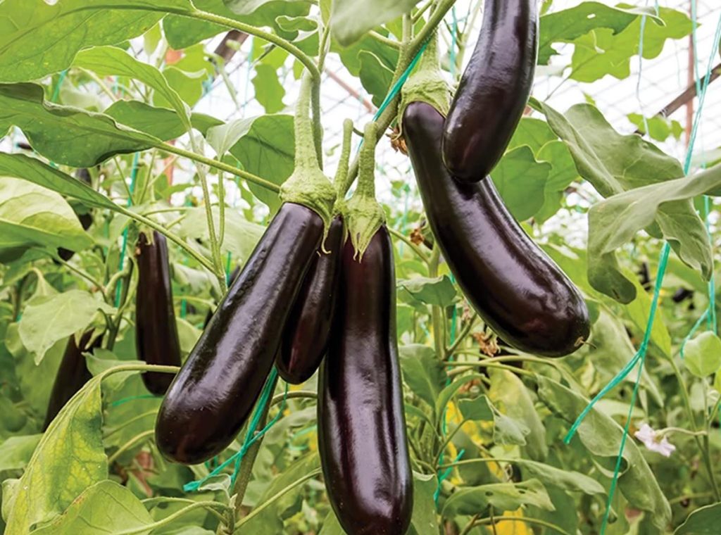 Eggplant